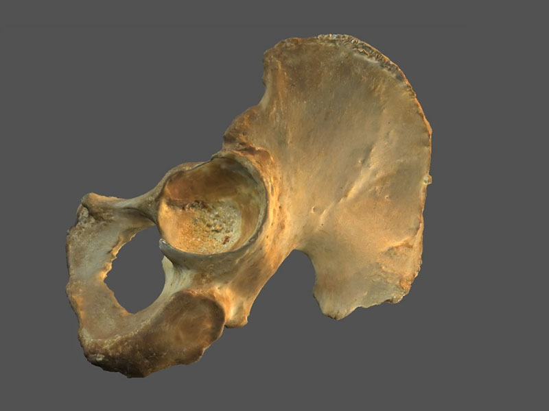learn osteology 3D scanned bone